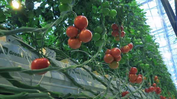 Lots of Tomatoes on Branches in Glasshouse