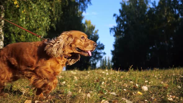 Funny Spaniel with Brown Fur Runs Along Green Lawn Closeup