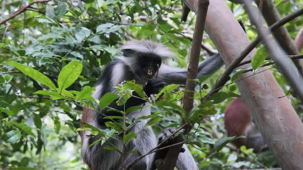 Red Colobus Monkey Sitting on Branch in Jozani Tropical Forest Zanzibar Africa