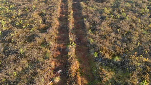 A Drone View of the Track From an Allterrain Vehicle in the Swamps Where the Bulk of Canada's Oil