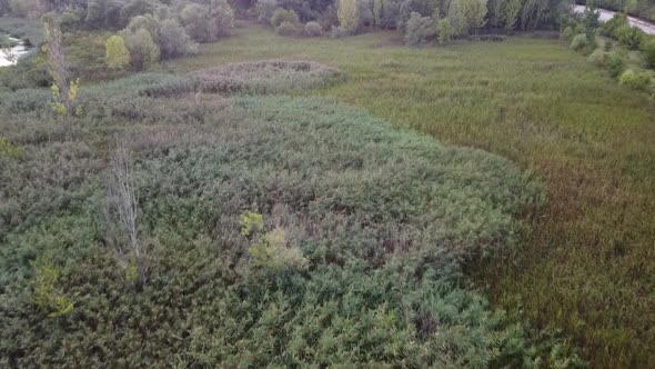 Vegetation Aerial View