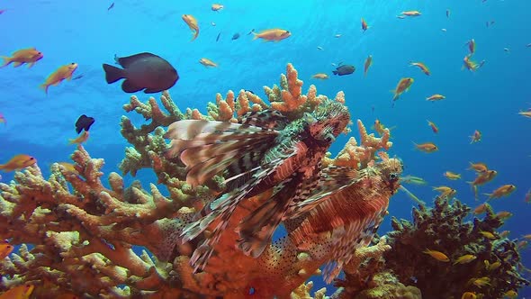 Colorful Lionfish Coral Reef Tropical Sea