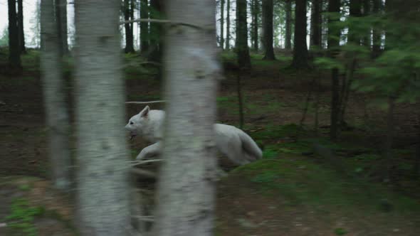 White dog running into the woods