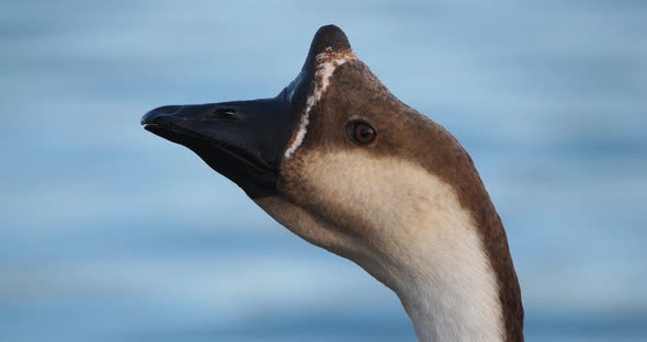 Domestic goose, Anser anser domesticus or Anser cygnoides domesticus, is a domesticated grey goose