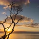 Sun Setting over a Tree in the Ocean on Fraser Island - VideoHive Item for Sale