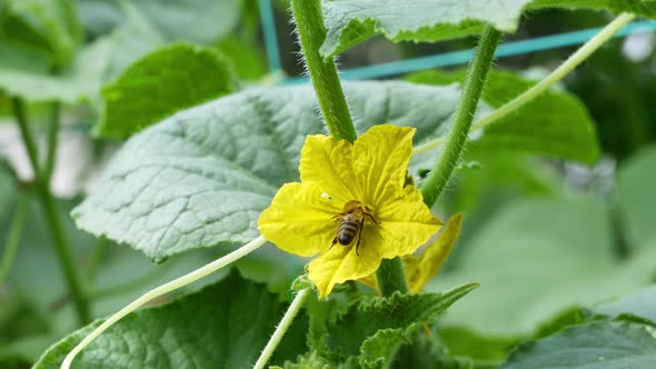 The Bee Pollinates the Cucumber Flower. Close Up Shot
