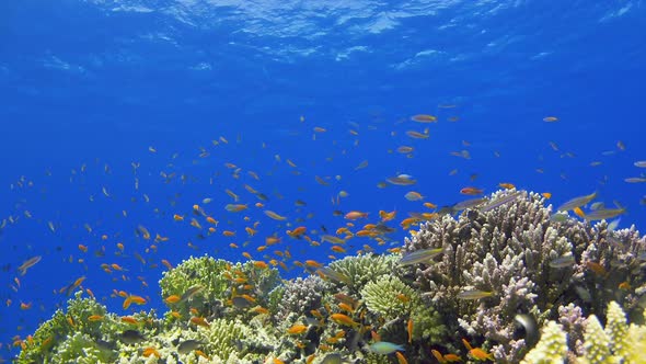 Tropical Fish on Vibrant Coral Reef