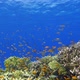 Tropical Fish on Vibrant Coral Reef - VideoHive Item for Sale