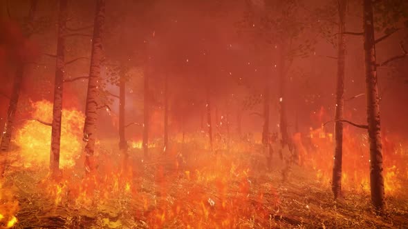 Wildfire 4K