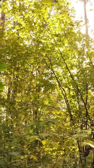 Vertical Video Autumn Forest with Trees By Day