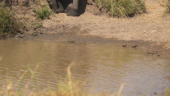 Elephant on a riverside