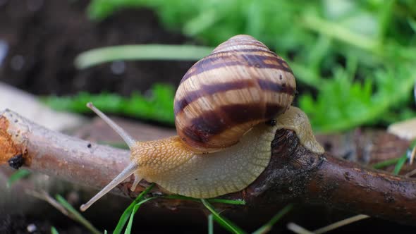 Beautiful Big Snail Crawling Along a Branch in a Summer Forest Macro Video
