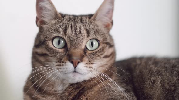 Portrait Striped Domestic Cat Sitting on White Chair at Home