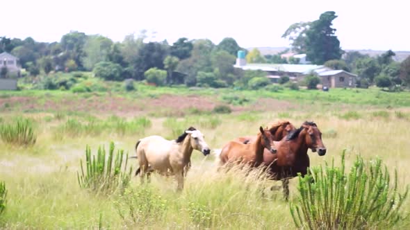 Horses running in field.