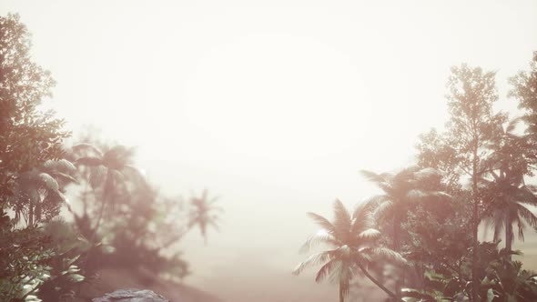 Tropical Palm Rainforest in Fog alt