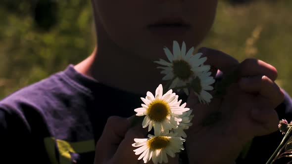 Bouquet of daisies