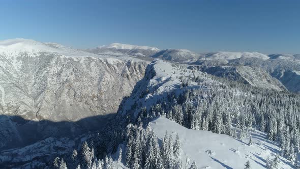 Flight Over the Snowcovered Spruce Forest with Mountains in the Background