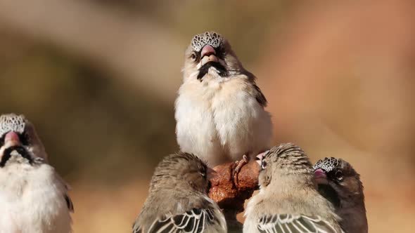 Scaly Feathered Weavers Drinking From A Leaking Tap