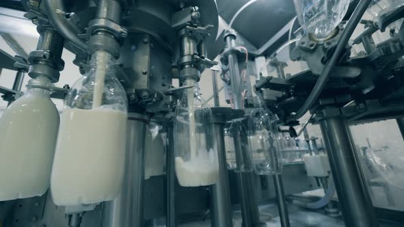 Mechanical Conveyor Is Filling Bottles with Pasteurized Milk. Bottling Factory Equipmnet