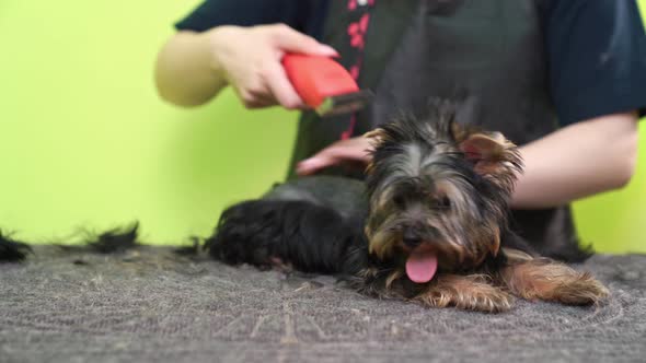 Groomer Makes Shearing By Haircut Machine for Yorkshire Terrier