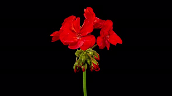 Red Pelargonium Flowers Blooming in Time Lapse on a Black Background. Beautiful Neon Red Geranium