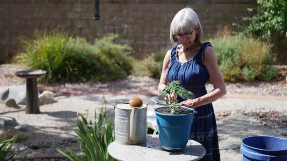 A pretty old woman with gray hair gathering her gardening tools after planting a tomato plant SLOW M