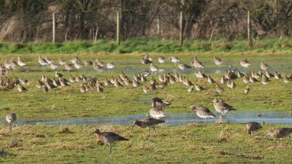 A group of curlews feeding on a flooded field at Caerlaverock wetland centre South West Scotland.