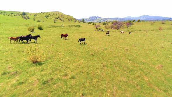 Flight Over Wild Horses Herd on Mountain Meadow. Summer Mountains Wild Nature. Freedom Ecology