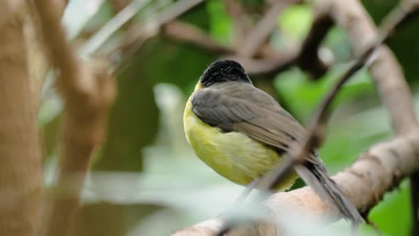 Close up shot of female black-necked weaver in profile