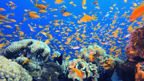 Beautiful Underwater Colourful World