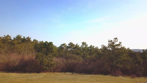 Car in Green Pine Forest on Countryside Drone View