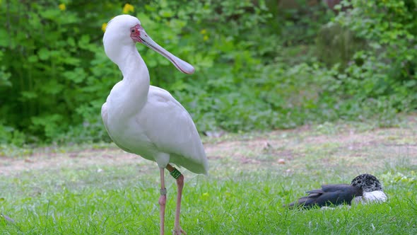 African spoonbill (Platalea alba) wading bird.