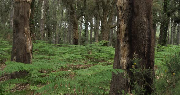 Quercus suber and pine trees, in the Landes forest, Nouvelle Aquitaine, France.