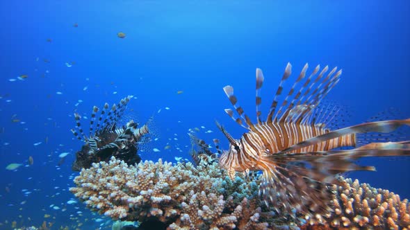 Flying Lion-Fish over a Hard Corals