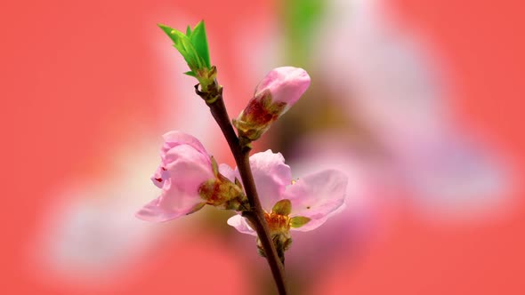 Peach Blossom on Red