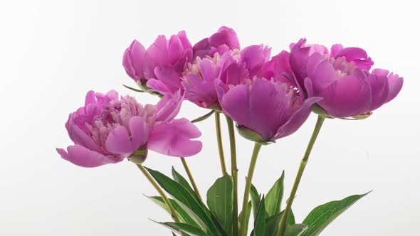 Beautiful Pink Peony Bouquet Background