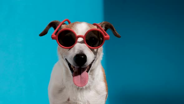 Jack Russell Terrier in Round Red Sunglasses Looks at Camera on Blue
