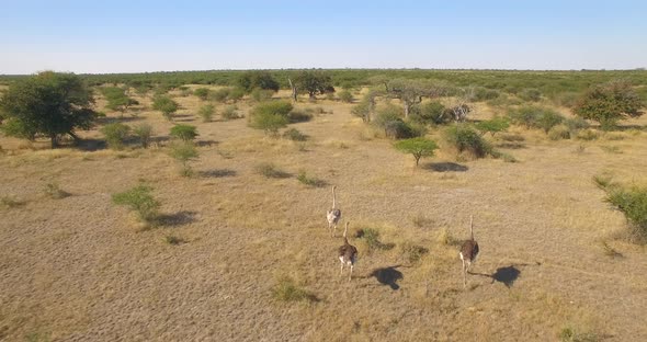 Aerial drone view of a herd of ostriches wild animals in a safari in Africa plains.