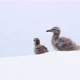 Young birds in deep snow, Cuverville Island, Antarctica - VideoHive Item for Sale
