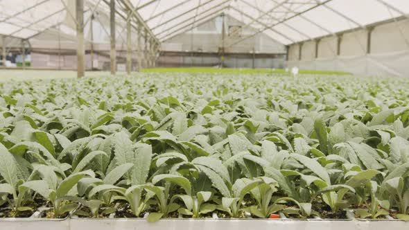 Large industrial nursery with organic vegetable plants growing inside a greenhouse