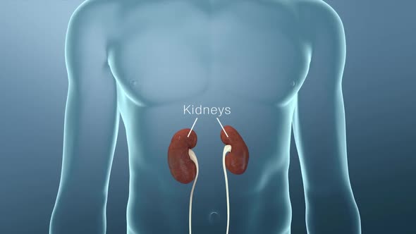 Your kidneys filter extra water and wastes out of your blood and make urine.