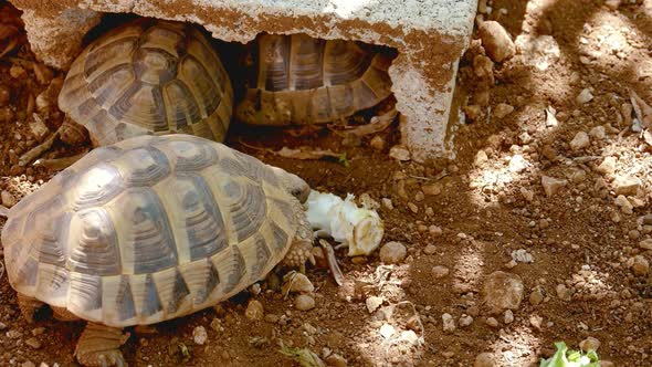 Tortoise hiding in the holes, Hard tortoise shell. Tortoise feeding outside the hiding hole