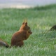 Squirrel eating in the grass - VideoHive Item for Sale