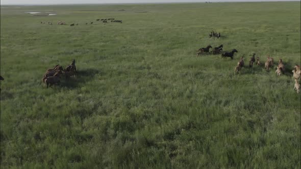 Wild Horses Running Wild Mustangs Run on the Beautiful Green Grass