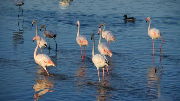 Greater Flamingos, Phoenicopterus roseus,Pont De Gau,Camargue, France