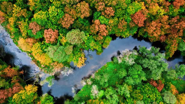 Aerial view of nature, River and forest in autumn, Poland