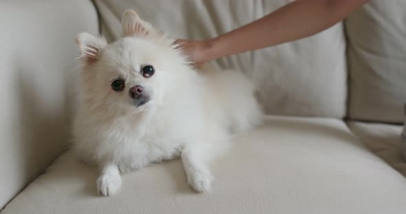 Pet owner cuddle on Pomeranian dog