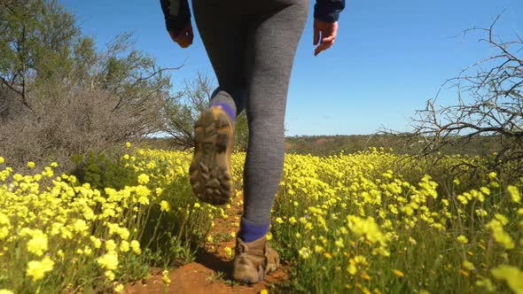 Following hikers feet walking trail through yellow wildflowers and gnarled trees, Western Australia