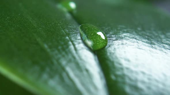 Close up raindrops fall on a textured green leaf of a tropical plant