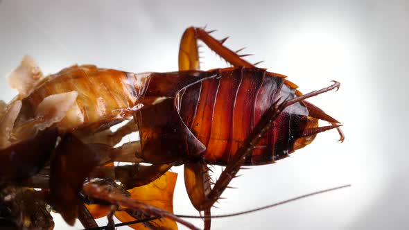 Life Cycle of Cockroach